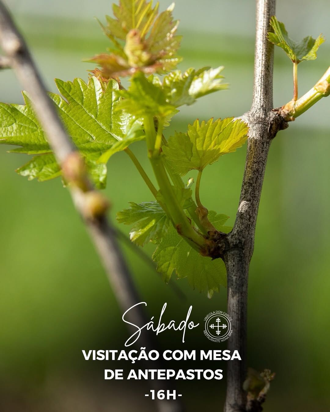 VISITAÇÃO COM MESA DE ANTEPASTOS