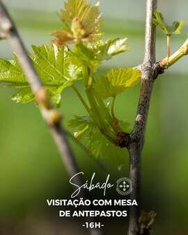 VISITAÇÃO COM MESA DE ANTEPASTOS